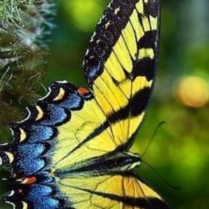 Meet your Posher, Janet